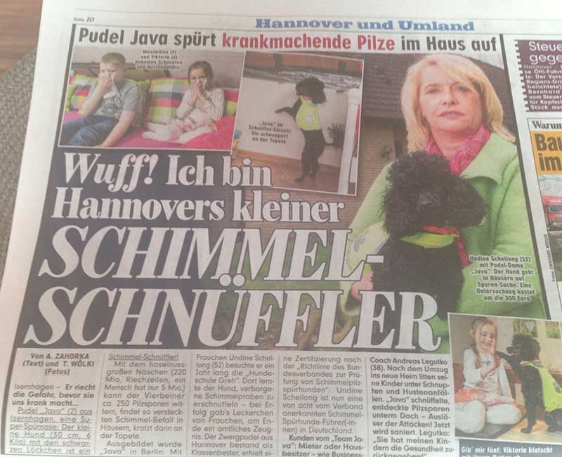BILD Zeitung Schimmelpilz Spürhund