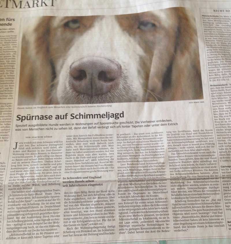 SZ-Zeitung Schimmelpil Spürhund Team Java